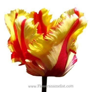 tulip double rosen , flaming_parrot