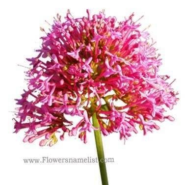 valerian-red-valerianaceae-flower