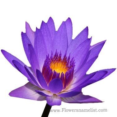 water-lily-purple