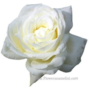 white color rose